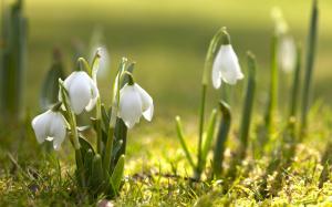 snowdrops-spring-flowers-wide